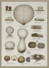 Mushroom print from Die Pilze, enthaltend die Abbildung und Beschreibung der vorzüglichsten Pilze