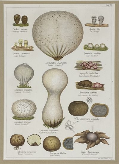 Mushroom print from Die Pilze, enthaltend die Abbildung und Beschreibung der vorzüglichsten Pilze