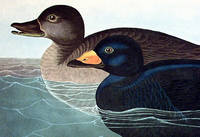 American Scoter Duck. From 