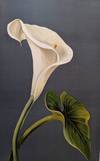 The Gathering of the Lilies. Illustrated by the Author, L. Clarkson, Author of with Eyes of Blue.