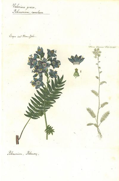 Valeriana græca. Plansje CCLV fra Flora…