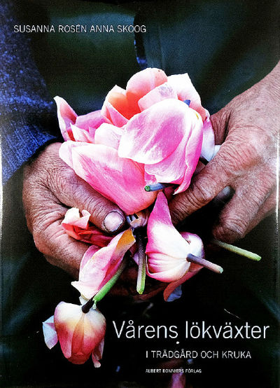 Vårens lökväxter. I trädgård och kruka.