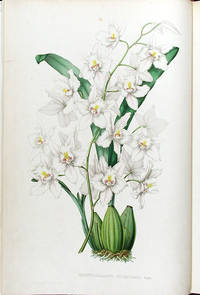 Pescatorea. Iconographie des OrchidÃ©es de LINDEN, Jean-Jules (1817-1898) - 1860