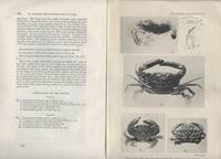 Monte Bello Islands. Stalk-Eyed Crustaceans & Cephalopoda. Two offprints by Rathbun, Mary J. & Robson, G.C - 1914