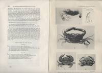 Monte Bello Islands.  Stalk-Eyed Crustaceans &amp; Cephalopoda.  Two offprints de Rathbun, Mary J. & Robson, G.C - 1914