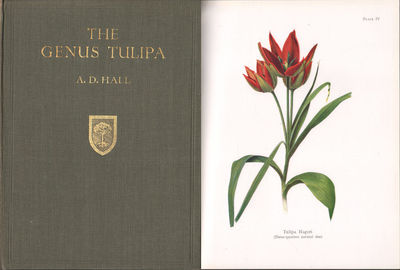THE GENUS TULIPA.
