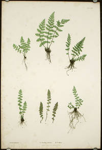 A. Woodsia ilvensis. B. W. alpina. by NATURE PRINTING) - 1855 - 1856.