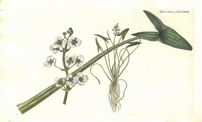 Plansje CLXXII fra Flora Danica. Tredje hefte.