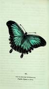 The Book of Butterflies, Sphinges, and Moths