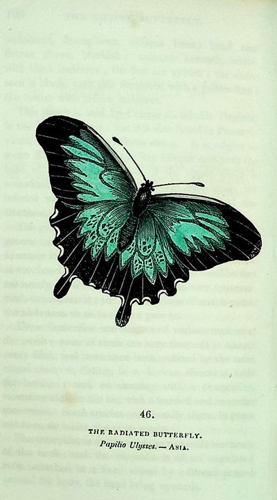 The Book of Butterflies, Sphinges, and Moths
