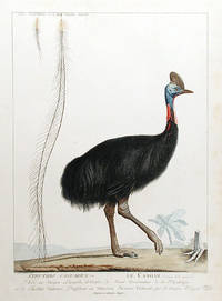 Struthio Casuarius / Le Casoar