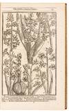 View Image 11 of 16 for Paradisi in sole Paradisus Terrestris. Or A Garden of all sorts of pleasant flowers which our Englis... Inventory #5100