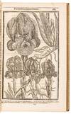 View Image 12 of 16 for Paradisi in sole Paradisus Terrestris. Or A Garden of all sorts of pleasant flowers which our Englis... Inventory #5100