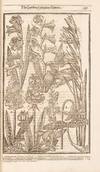 View Image 13 of 16 for Paradisi in sole Paradisus Terrestris. Or A Garden of all sorts of pleasant flowers which our Englis... Inventory #5100