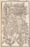View Image 14 of 16 for Paradisi in sole Paradisus Terrestris. Or A Garden of all sorts of pleasant flowers which our Englis... Inventory #5100