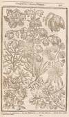 View Image 15 of 16 for Paradisi in sole Paradisus Terrestris. Or A Garden of all sorts of pleasant flowers which our Englis... Inventory #5100