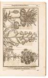 View Image 5 of 16 for Paradisi in sole Paradisus Terrestris. Or A Garden of all sorts of pleasant flowers which our Englis... Inventory #5100