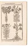 View Image 6 of 16 for Paradisi in sole Paradisus Terrestris. Or A Garden of all sorts of pleasant flowers which our Englis... Inventory #5100