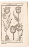 View Image 7 of 16 for Paradisi in sole Paradisus Terrestris. Or A Garden of all sorts of pleasant flowers which our Englis... Inventory #5100