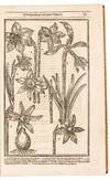 View Image 8 of 16 for Paradisi in sole Paradisus Terrestris. Or A Garden of all sorts of pleasant flowers which our Englis... Inventory #5100