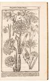 View Image 9 of 16 for Paradisi in sole Paradisus Terrestris. Or A Garden of all sorts of pleasant flowers which our Englis... Inventory #5100