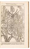 View Image 10 of 16 for Paradisi in sole Paradisus Terrestris. Or A Garden of all sorts of pleasant flowers which our Englis... Inventory #5100