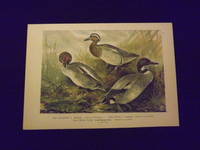 Naturgeschichte der Vogel Mitteleuropas…