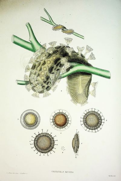 A Monograph of the Fresh-Water Polyzoa including all the Known Species, Both British and Foreign
