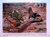 View Image 3 of 7 for Ants of the American Museum Congo Expedition. A Contribution to the Myrmecology of Africa Inventory #1666