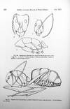 View Image 5 of 7 for Ants of the American Museum Congo Expedition. A Contribution to the Myrmecology of Africa Inventory #1666