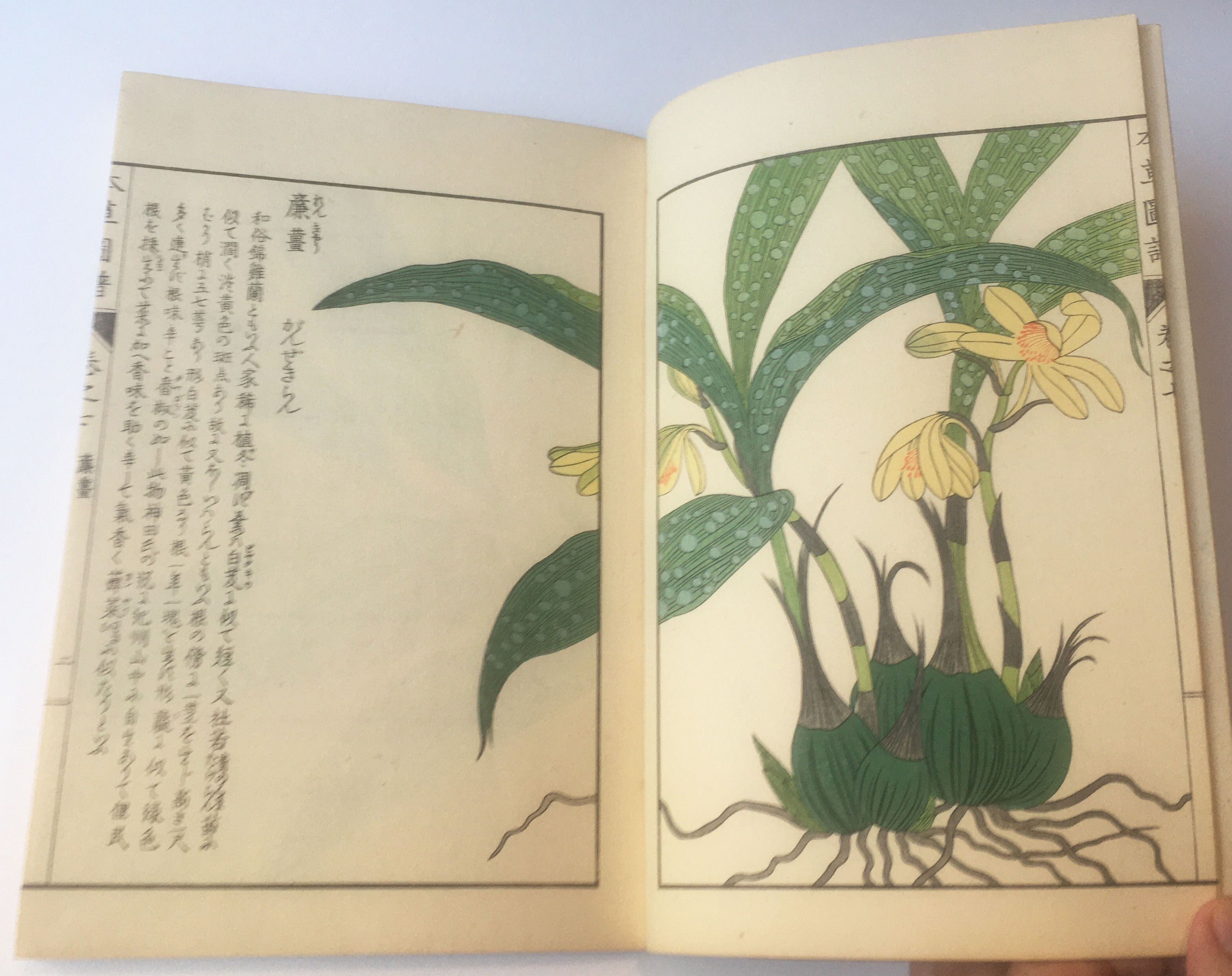 Honzo Zufu: Hokusabu by Kan'en Iwasaki | Japanese four-hole