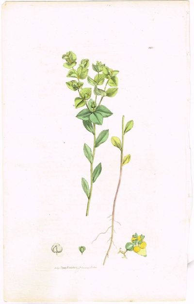 Pl. 333. (Euphorbia stricta / Upright warty…