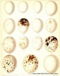 British Bird's Eggs: Barn Owl, Long-eared Owl, Short-eared Owl, Tawny Owl, Marsh-Harrier,...