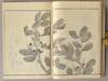 View Image 6 of 14 for SOKEN GAFU Soka no Bu Inventory #91258