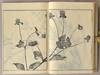 View Image 7 of 14 for SOKEN GAFU Soka no Bu Inventory #91258