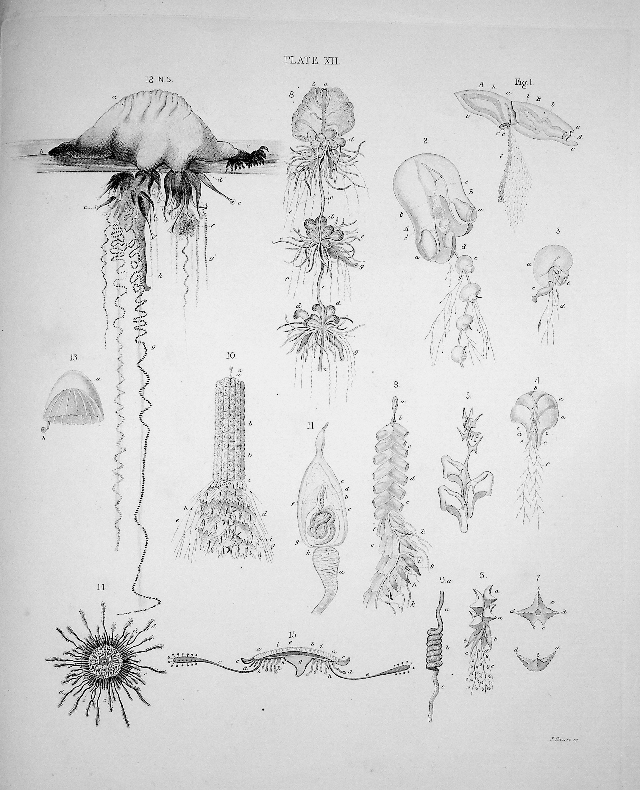 The Oceanic Hydrozoa: A Description of the Calycophoridae and Physophoridae Observed During the Voyage of HMS Rattlesnake in the Years 1846-1850