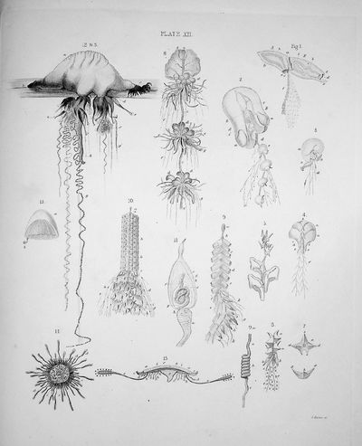 The Oceanic Hydrozoa: A Description of the Calycophoridae and Physophoridae Observed During the Voyage of HMS Rattlesnake in the Years 1846-1850