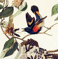 American Redstart. From 