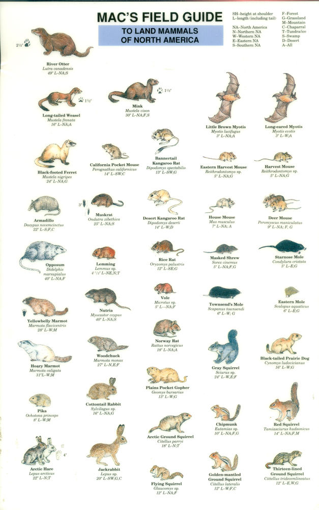 Mac S Field Guide To Land Mammals Of North America Mac S