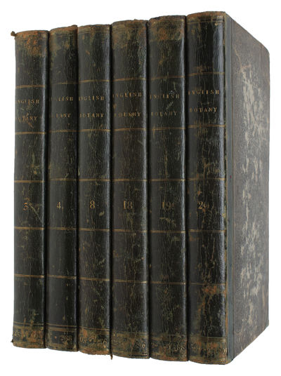 English Botany; or, coloured Figures of British…