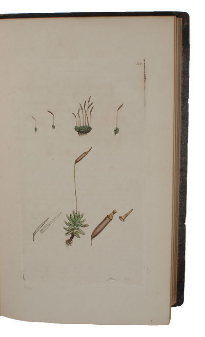 English Botany; or, coloured Figures of British Plants, with their essential Characters, Synonyms, and Places of Growth. To which will be added, occasional Remarks by James Sowerby (and) James Edward Smith. The Figures by james Sowerby. Vol. (I) - XXXI. (photo 3)