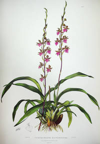 The Orchidaceae of Mexico and Guatemala
