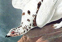 American Ptarmigan, White-tailed Grous. From 