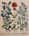 Madium flore coeruleo. Valeriana Rubra. Medium flore albo