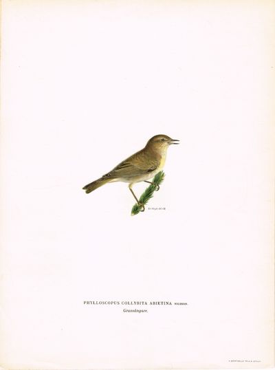 Phylloscopus collybita abietina. Gransångare…