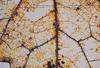 View Image 2 of 3 for To Find God Not the Devil's Insides Inventory #207071