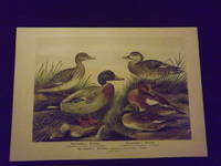 Naturgeschichte der Vogel Mitteleuropas…