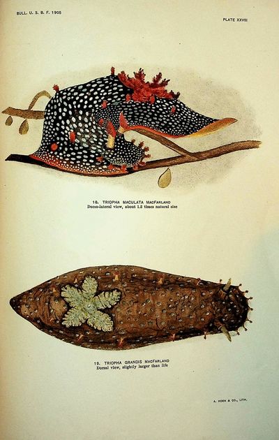 INSCRIBED-WITH COLOR PLATES. Opisthobranchiate Mollusca from Monterey Bay, California, and Vicinity, Bulletin of the Bureau of Fisheries, Vol. XXV, 1905