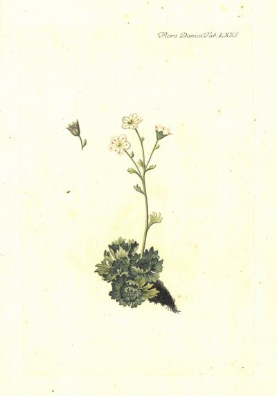 Plansje LXXI fra Flora Danica. Andre hefte.