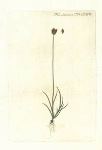 Plansje CXXXII fra Flora Danica. Tredje hefte.